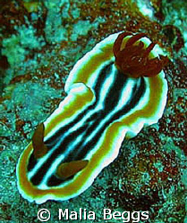 Nudibrancia Chromodoris magnifica.  I took this macro sho... by Malia Beggs 